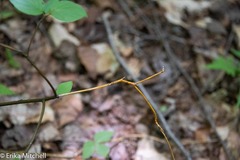 Aurantioporthe corni