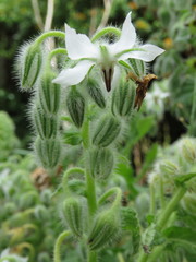 Borago