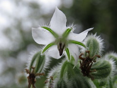 Borago