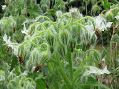Borago
