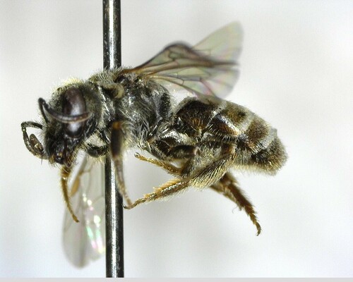 iNaturalist observation photo of Tripartite Sweat Bee