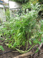 Borago