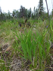 Iris setosa interior