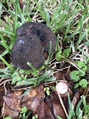 Tylopilus griseocarneus