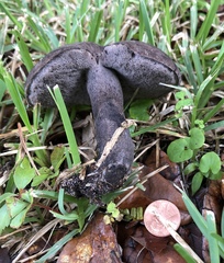 Tylopilus griseocarneus