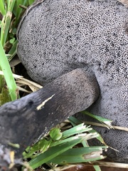 Tylopilus griseocarneus