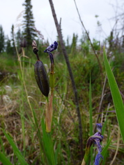 Iris setosa interior