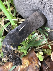 Tylopilus griseocarneus