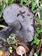 Tylopilus griseocarneus