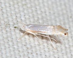 Phyllonorycter quercialbella