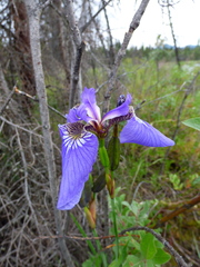 Iris setosa interior