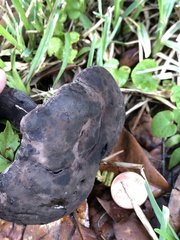 Tylopilus griseocarneus