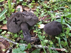 Tylopilus griseocarneus