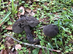 Tylopilus griseocarneus