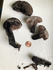 Tylopilus griseocarneus