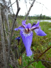 Iris setosa interior