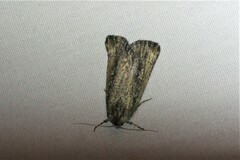 Condica discistriga