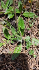 Hieracium mexicanum