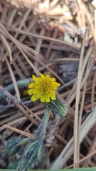 Hieracium mexicanum