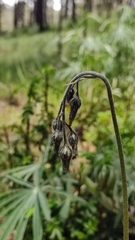 Hieracium mexicanum