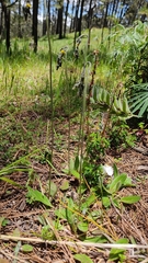 Hieracium mexicanum
