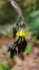 Hieracium mexicanum