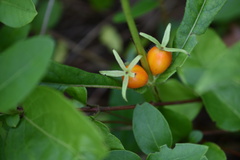 Triosteum angustifolium