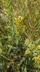 Solidago mollis