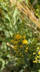 Solidago mollis