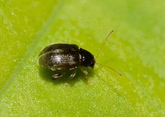 Epitrix cucumeris
