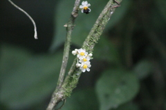 Paullinia