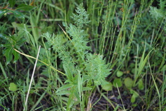 Seseli condensatum
