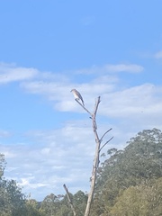 Colluricincla harmonica