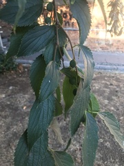 Celtis australis