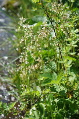 Micranthes nelsoniana aestivalis