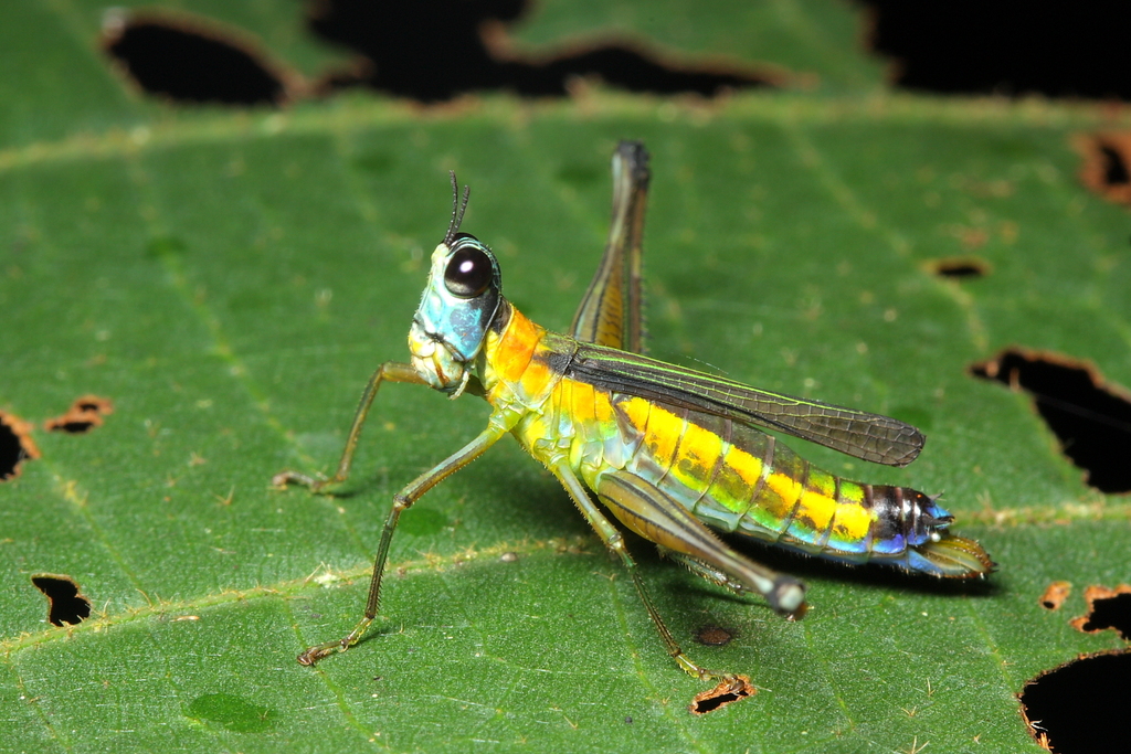 Eumastax vittata