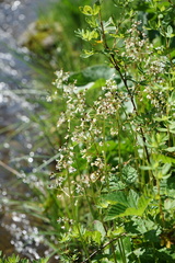 Micranthes nelsoniana aestivalis