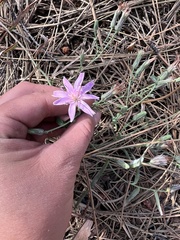 Stephanomeria lactucina