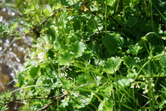 Micranthes nelsoniana aestivalis