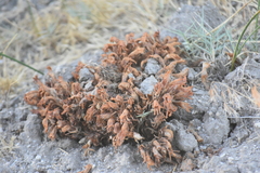 Aphyllon californicum