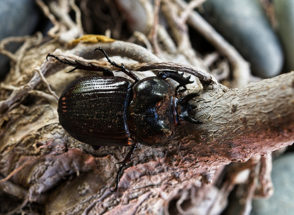 Homophileurus luedeckei