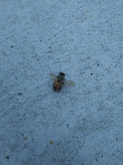 Apis mellifera