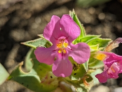 Diplacus cusickioides