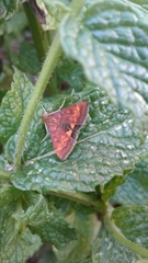Pyrausta californicalis