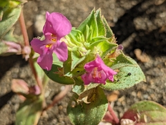 Diplacus cusickioides