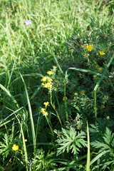 Tephroseris integrifolia