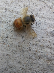 Apis mellifera