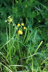 Tephroseris integrifolia