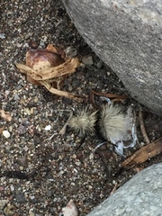 Dasymutilla sackenii