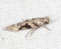 Coleotechnites atrupictella